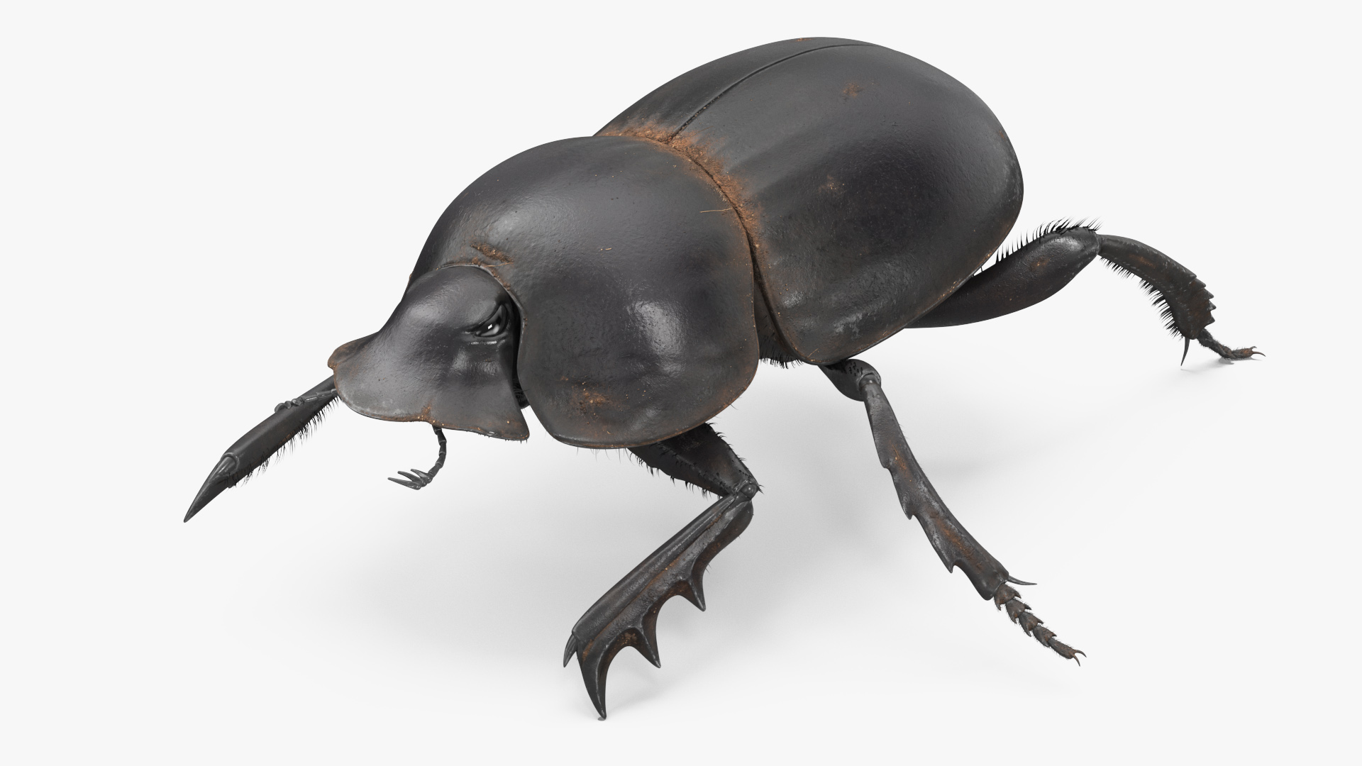 Dung Beetle Crawling Dirt Fur 3D model