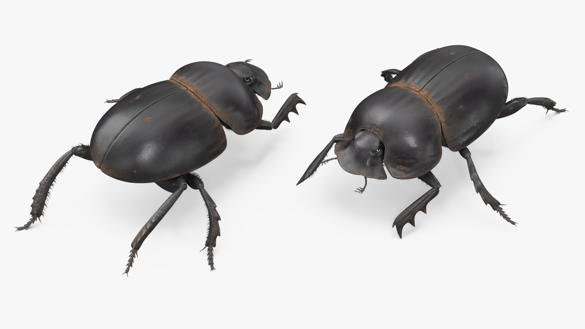 Dung Beetle Crawling Dirt Fur 3D model