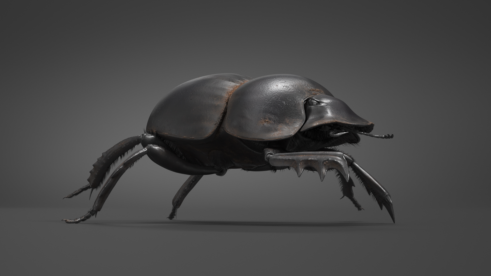 Dung Beetle Crawling Dirt Fur 3D model