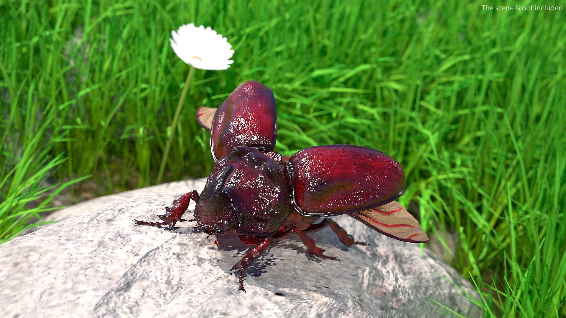 3D Oryctes Nasicornis Rhinoceros Beetle