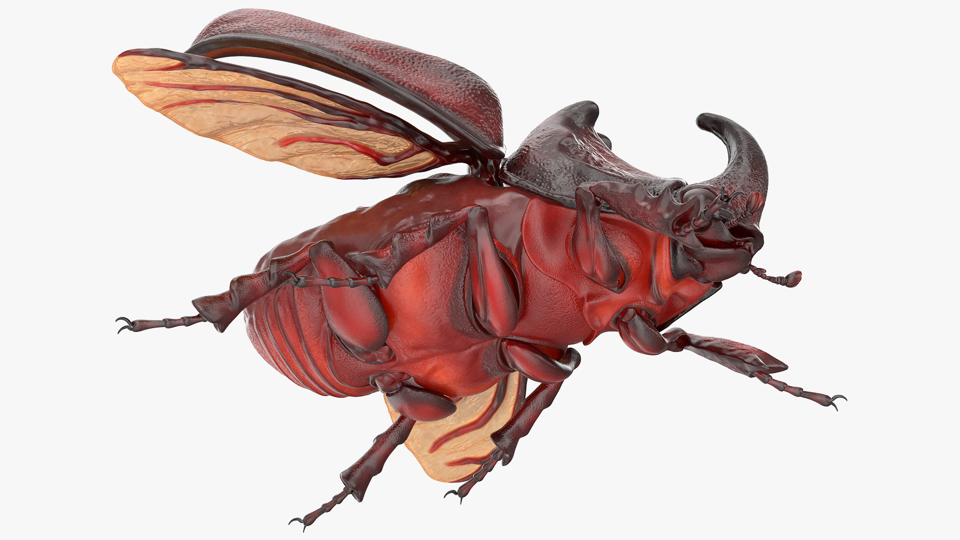 3D Oryctes Nasicornis Rhinoceros Beetle