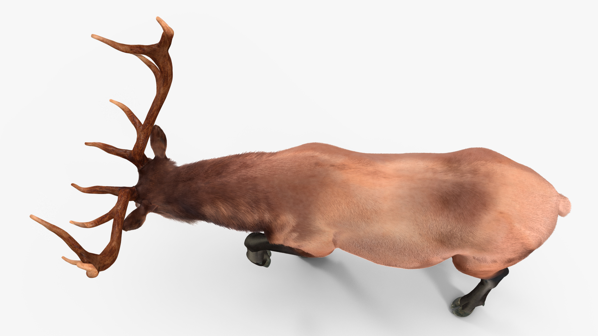 3D model Wapiti with Fur