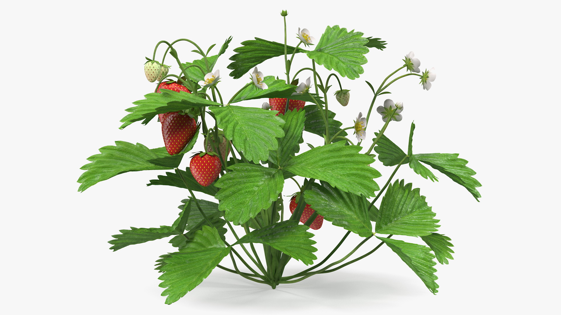 3D Bush of Strawberry Plant with Fruits