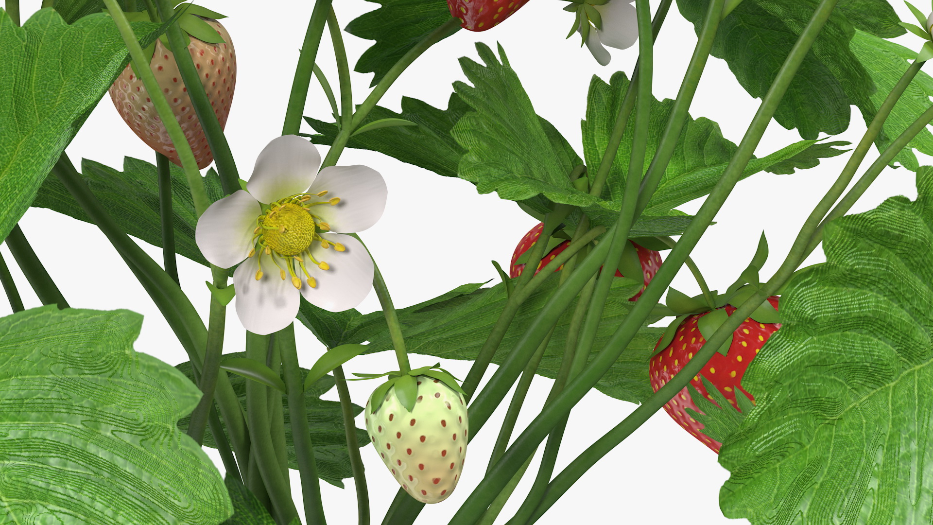 3D Bush of Strawberry Plant with Fruits