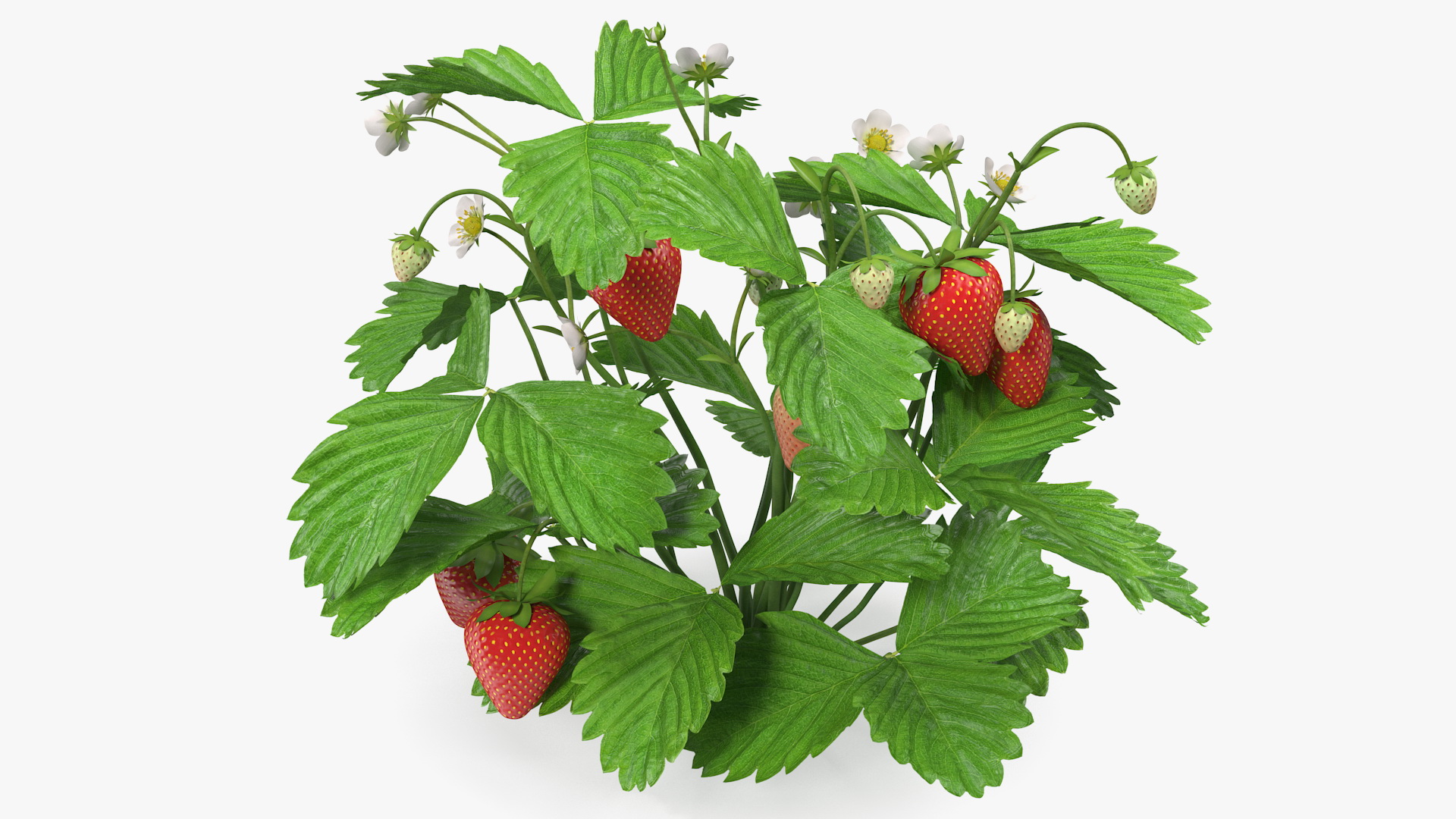 3D Bush of Strawberry Plant with Fruits