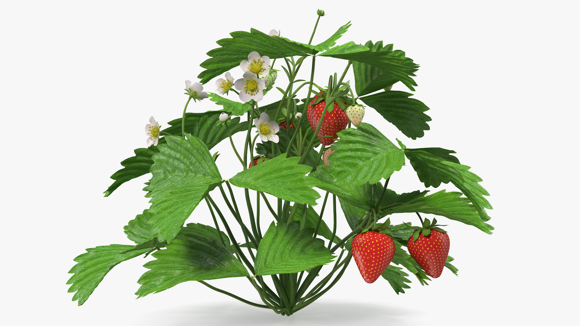 3D Bush of Strawberry Plant with Fruits