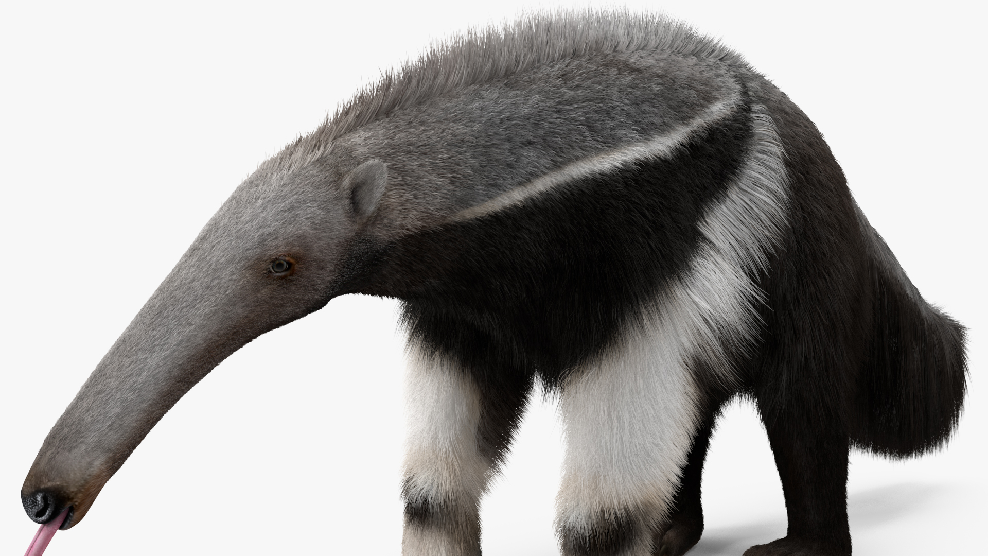 Anteater Rigged Fur 3D model