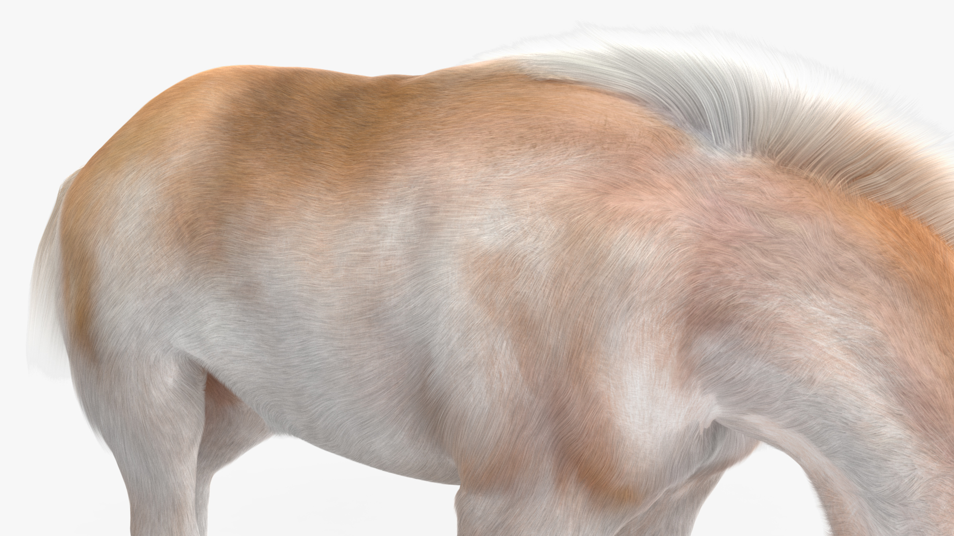 3D Shetland Pony in Grazing Pose Fur model