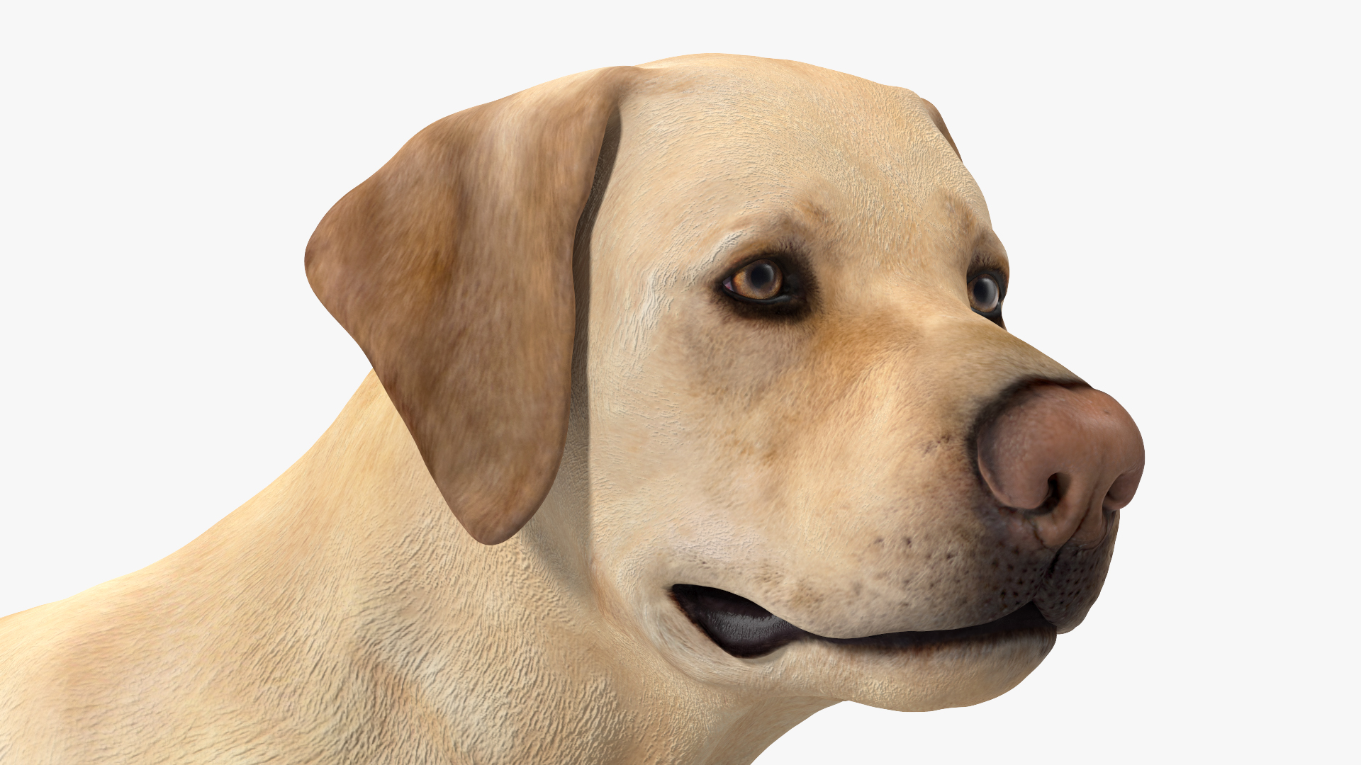 Labrador Dog White Standing 3D