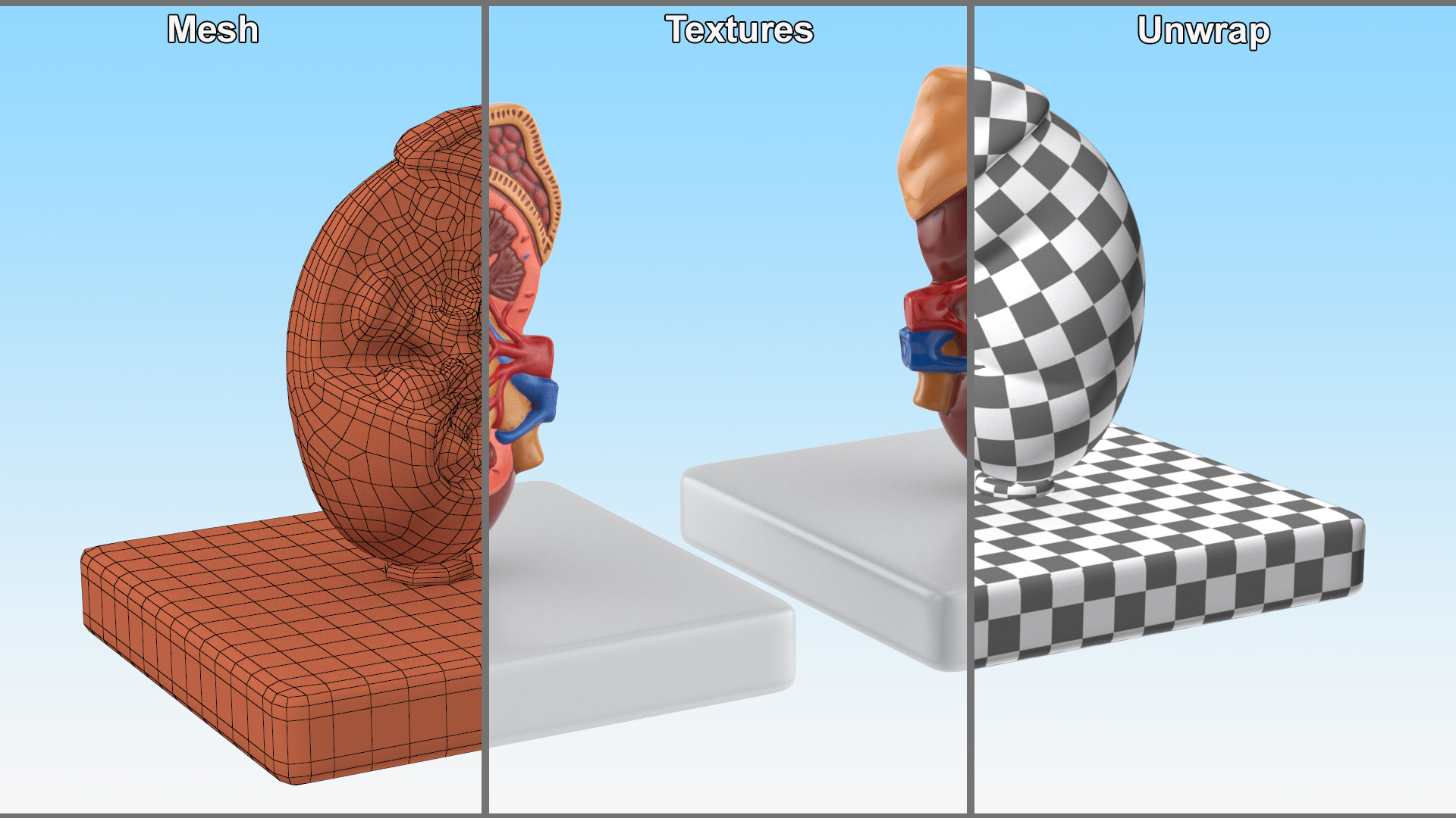 Kidney Inside Medical Model 3D