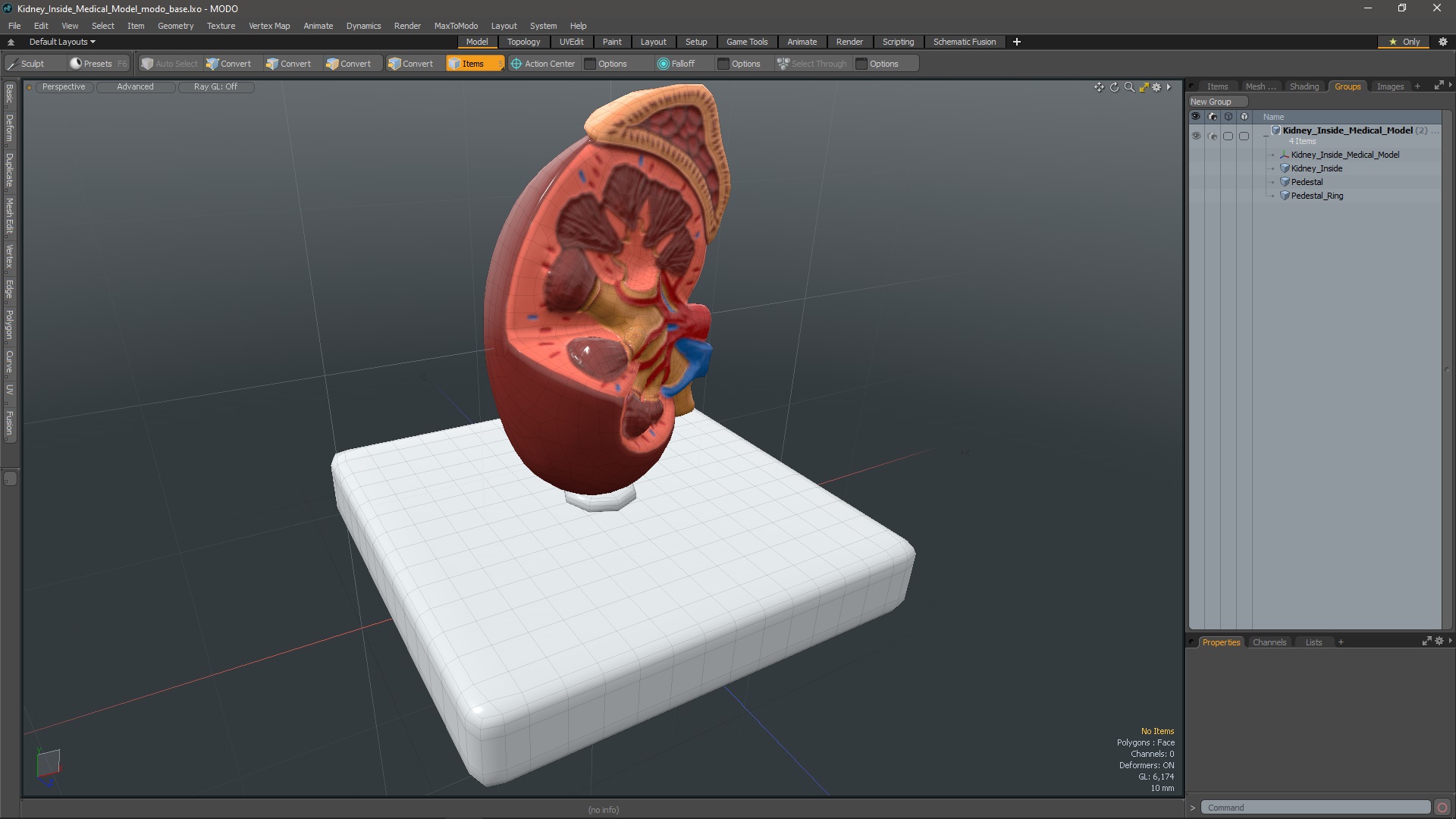 Kidney Inside Medical Model 3D