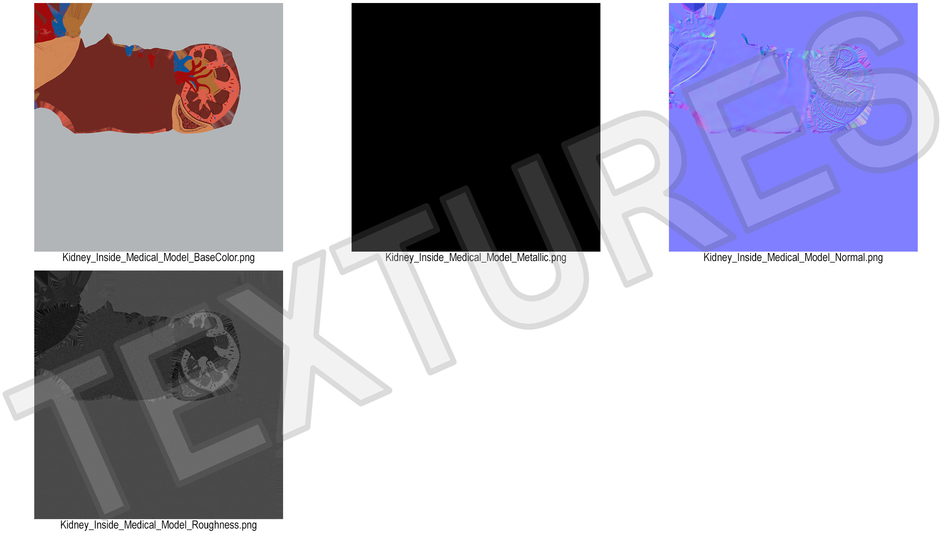 Kidney Inside Medical Model 3D