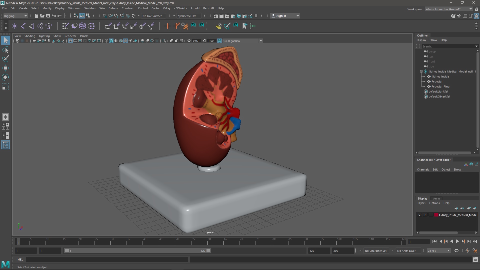 Kidney Inside Medical Model 3D