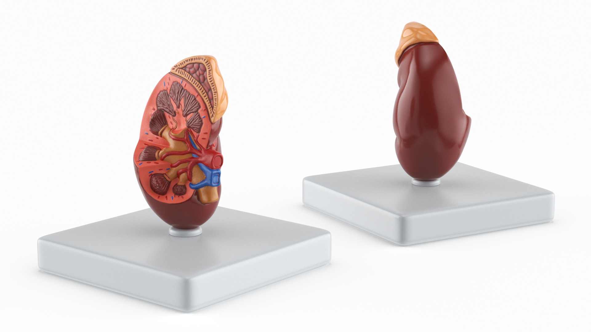 Kidney Inside Medical Model 3D