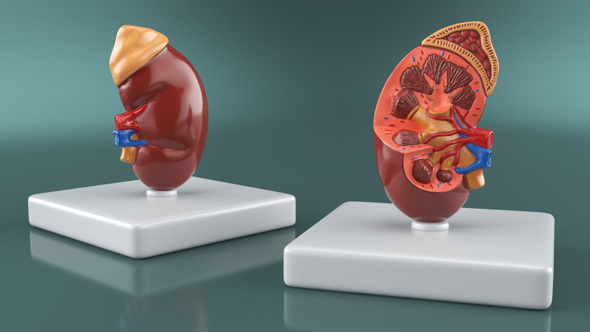 Kidney Inside Medical Model 3D