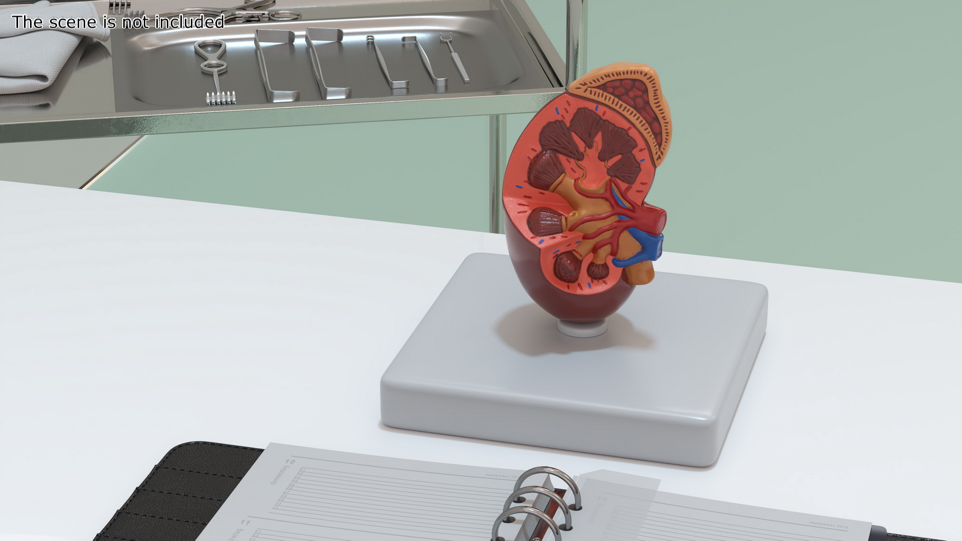 Kidney Inside Medical Model 3D