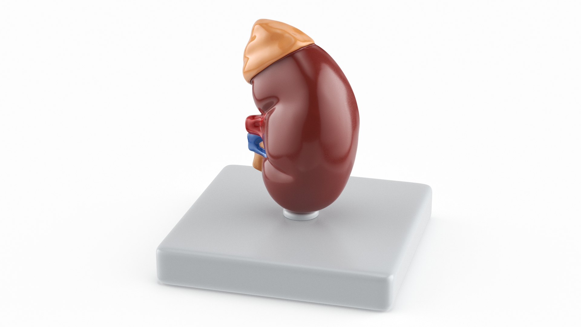 Kidney Inside Medical Model 3D