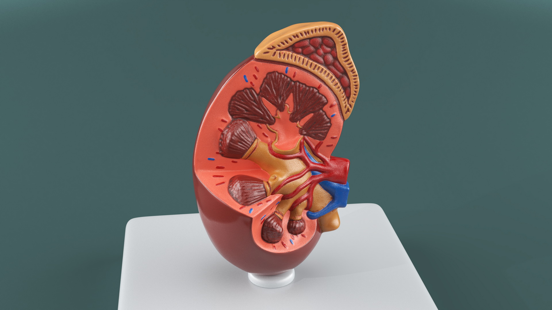 Kidney Inside Medical Model 3D