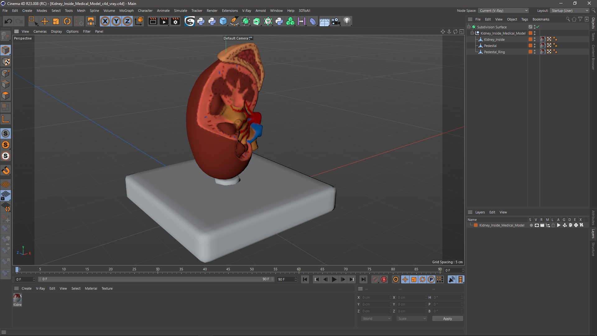 Kidney Inside Medical Model 3D