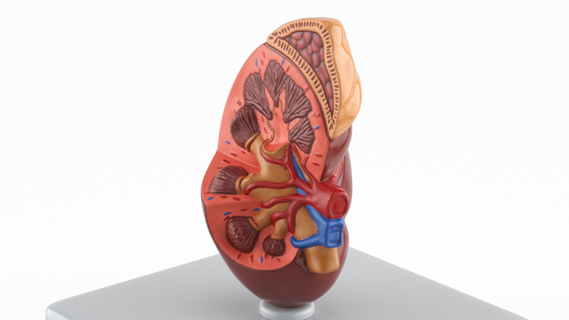 Kidney Inside Medical Model 3D