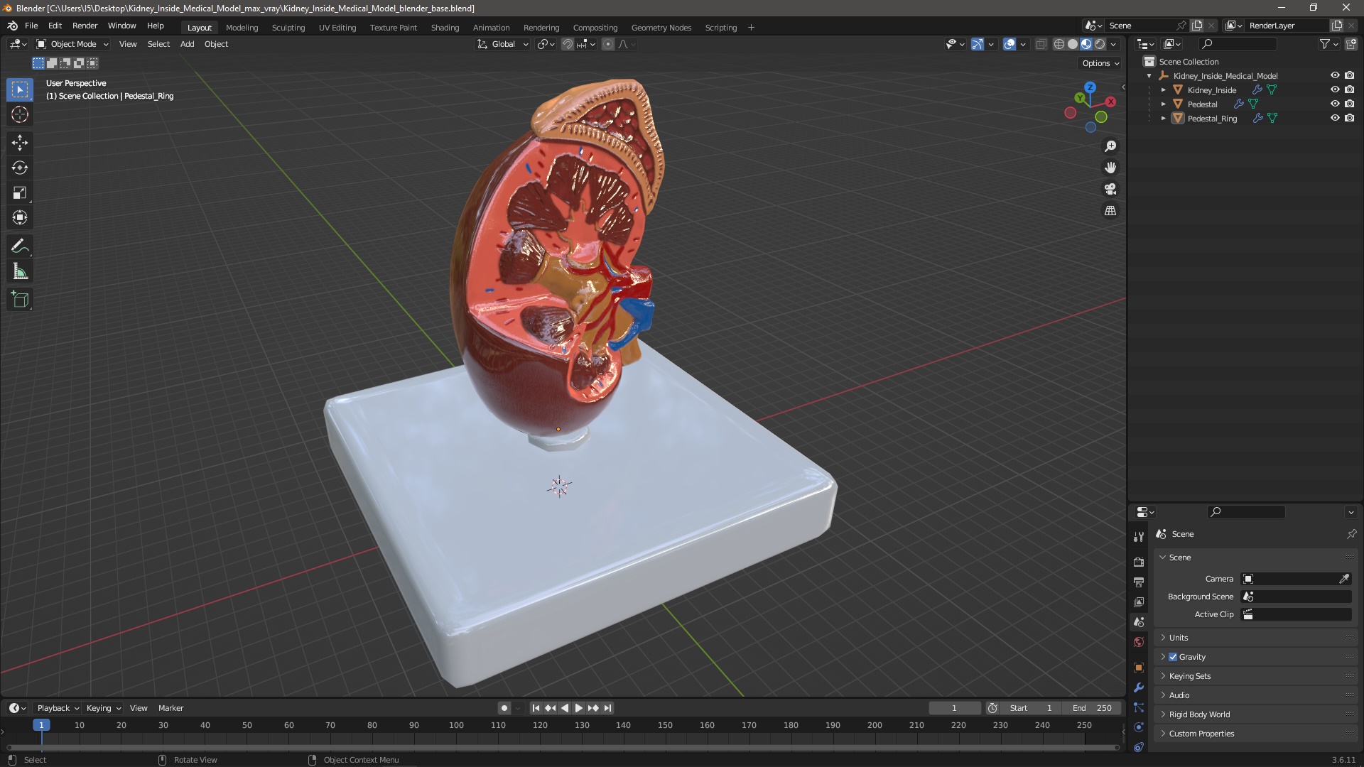 Kidney Inside Medical Model 3D