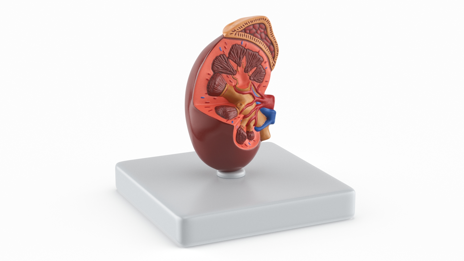 Kidney Inside Medical Model 3D