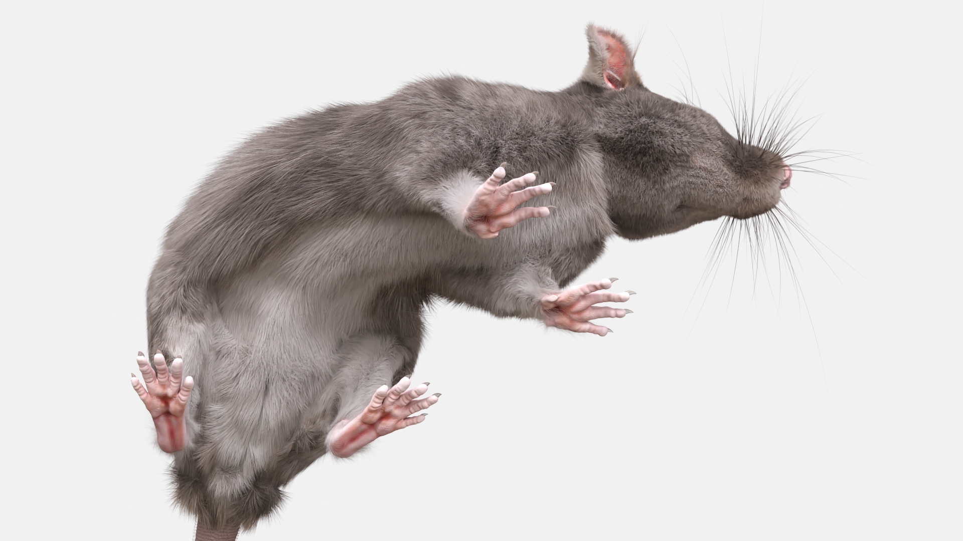 Long Tailed Rat with Fur 3D model