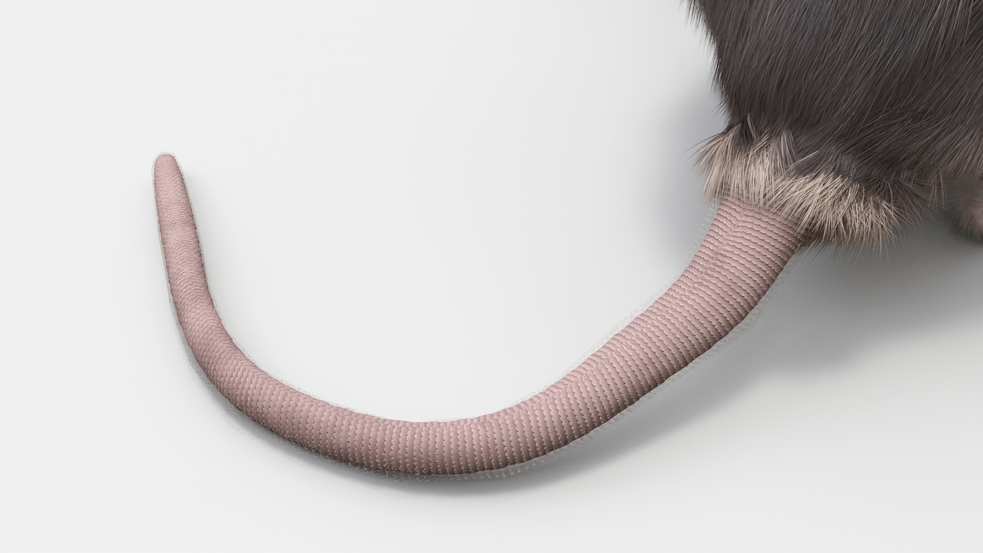 Long Tailed Rat with Fur 3D model