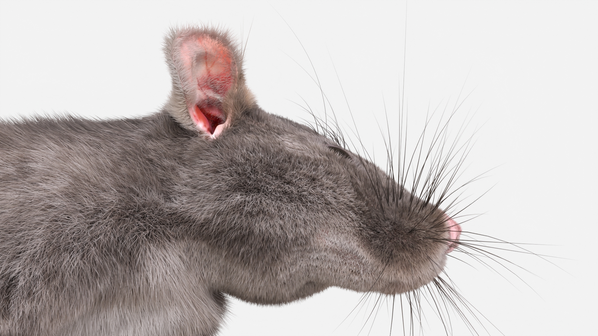 Long Tailed Rat with Fur 3D model