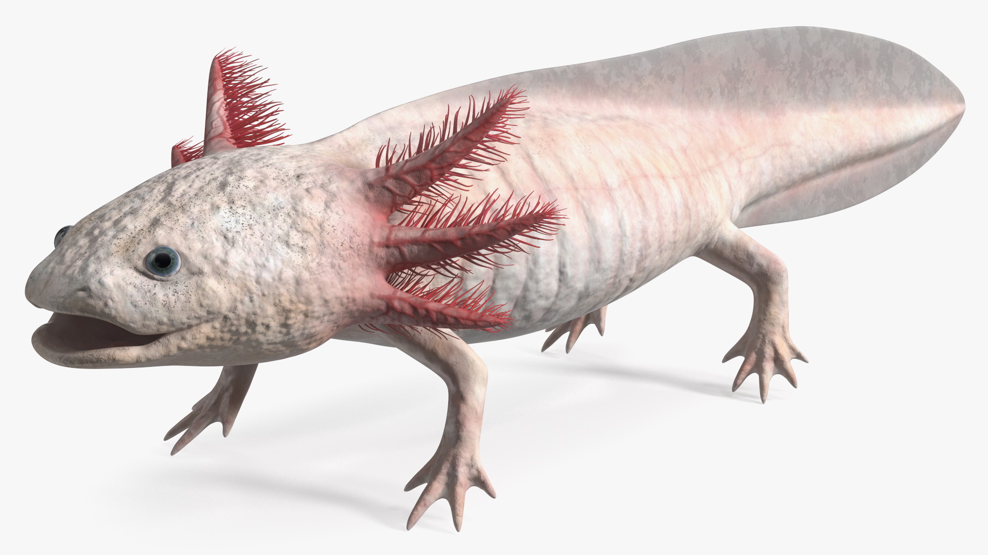 3D Albino Melanoid Axolotl model