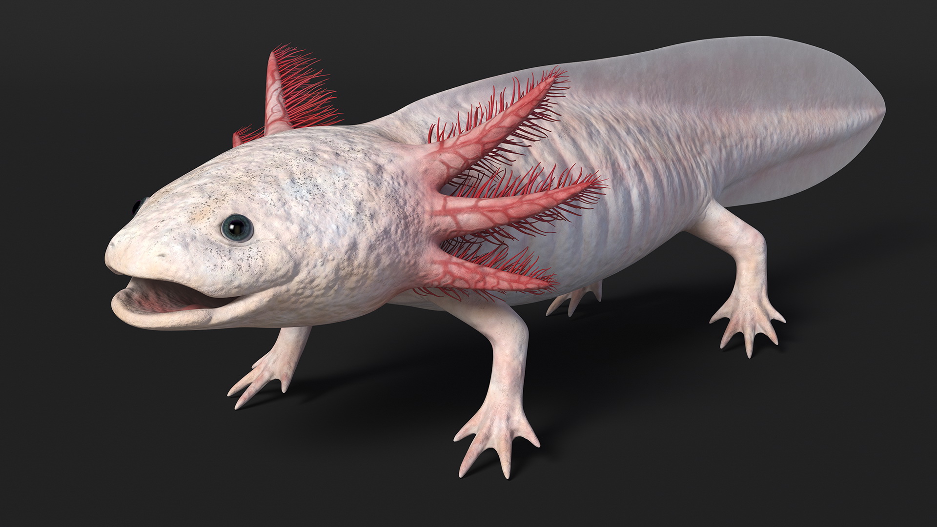 3D Albino Melanoid Axolotl model