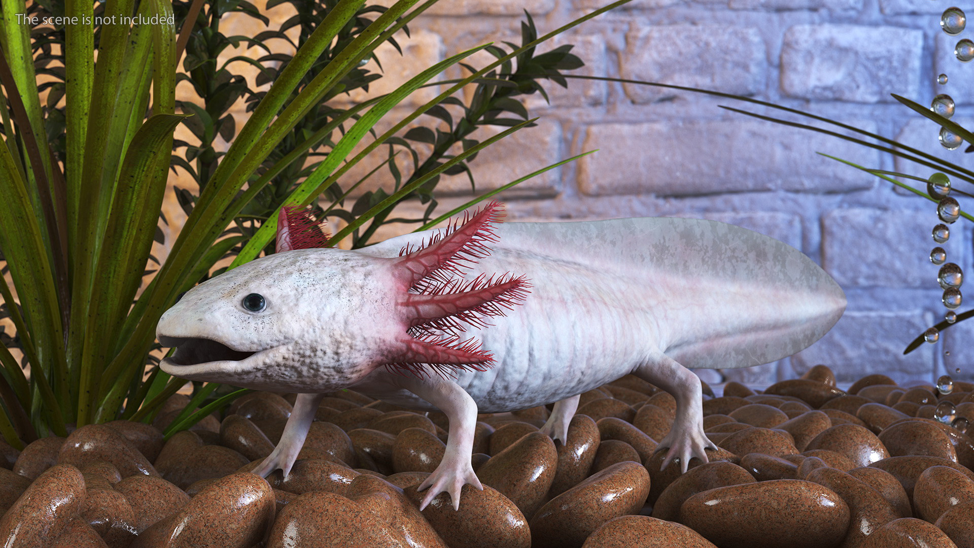 3D Albino Melanoid Axolotl model