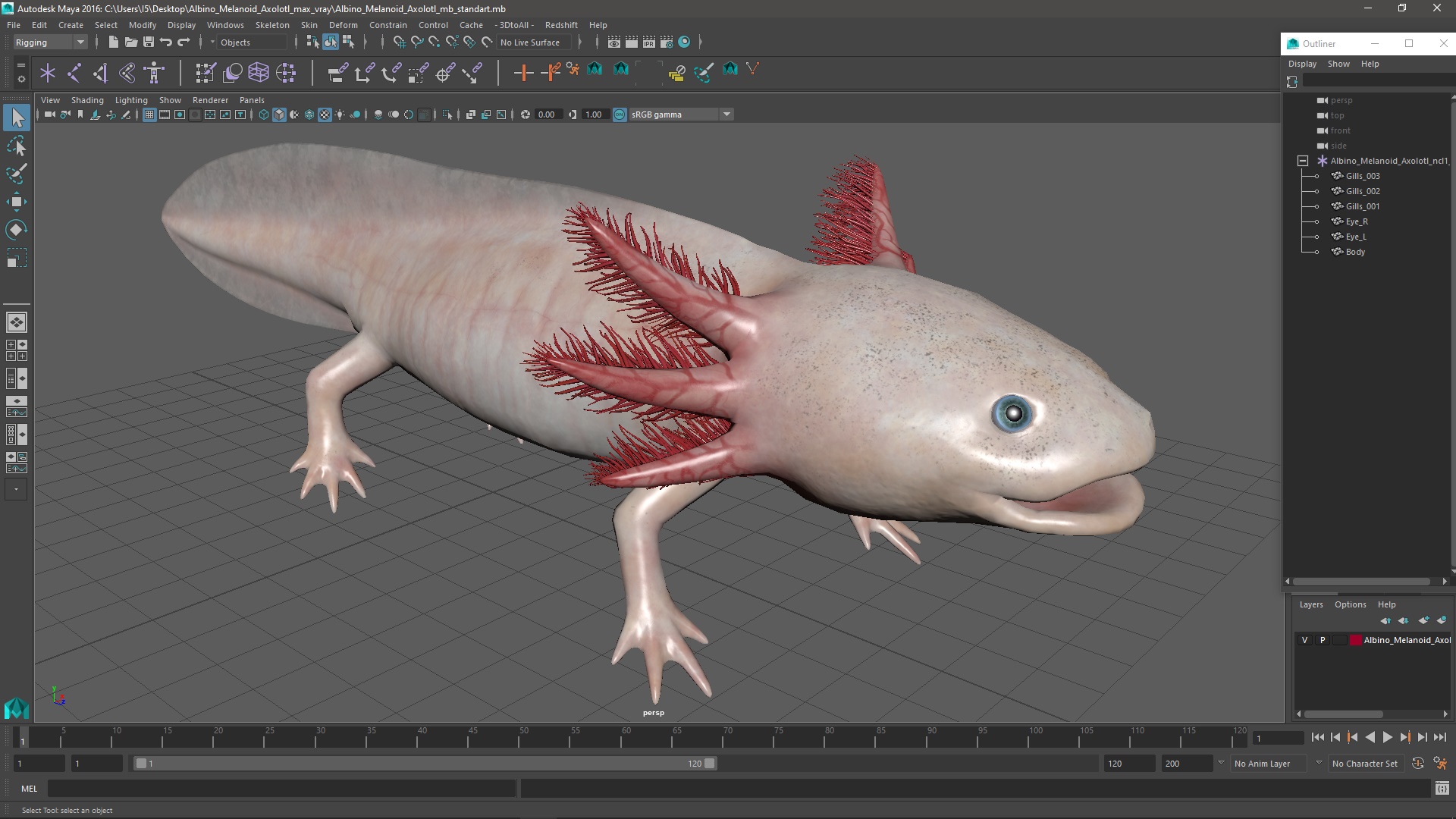 3D Albino Melanoid Axolotl model