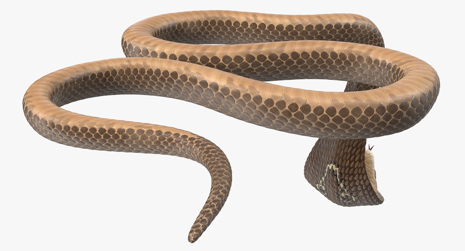 3D Beige Skin Cobra Rigged model