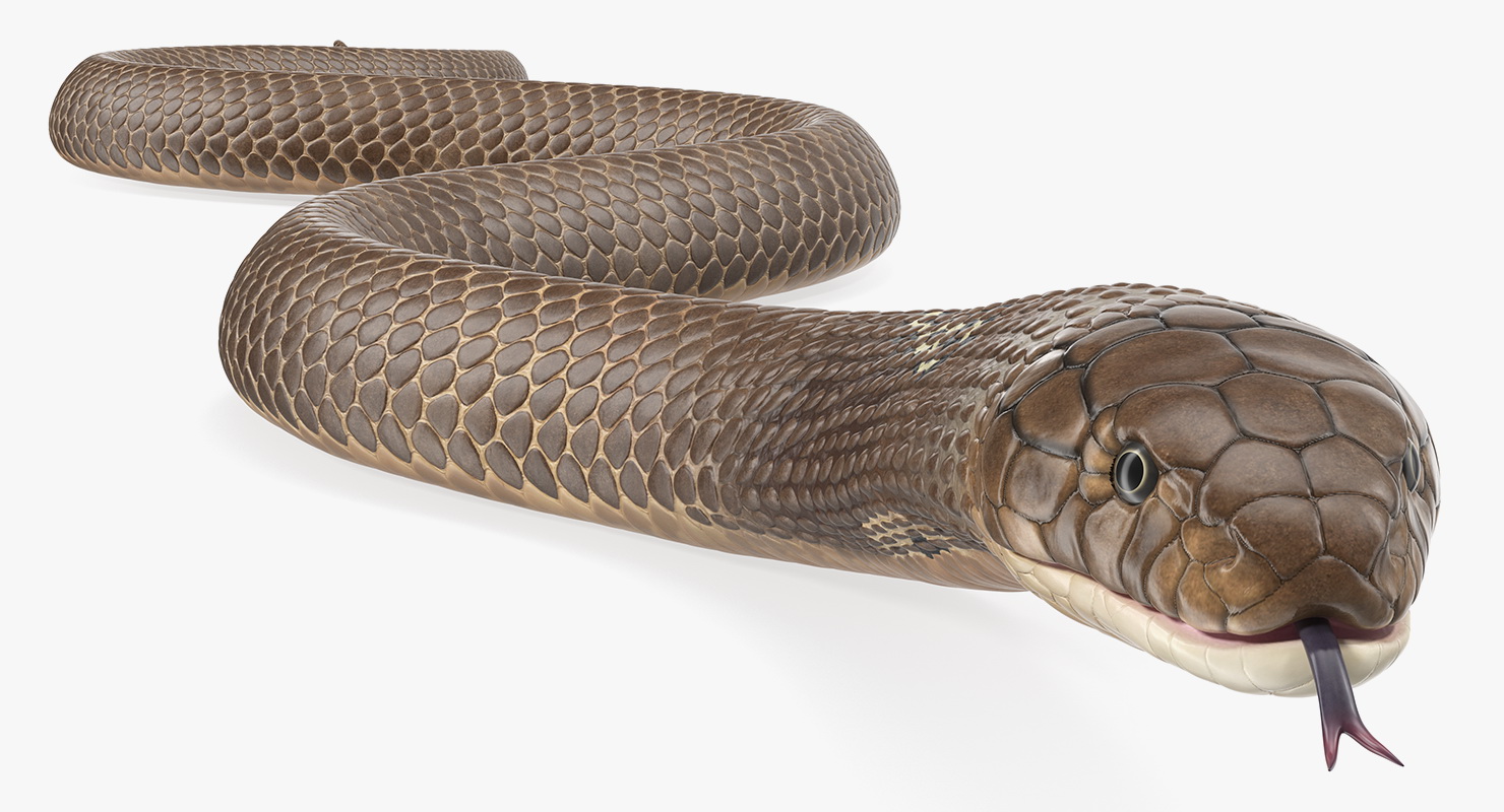 3D Beige Skin Cobra Rigged model