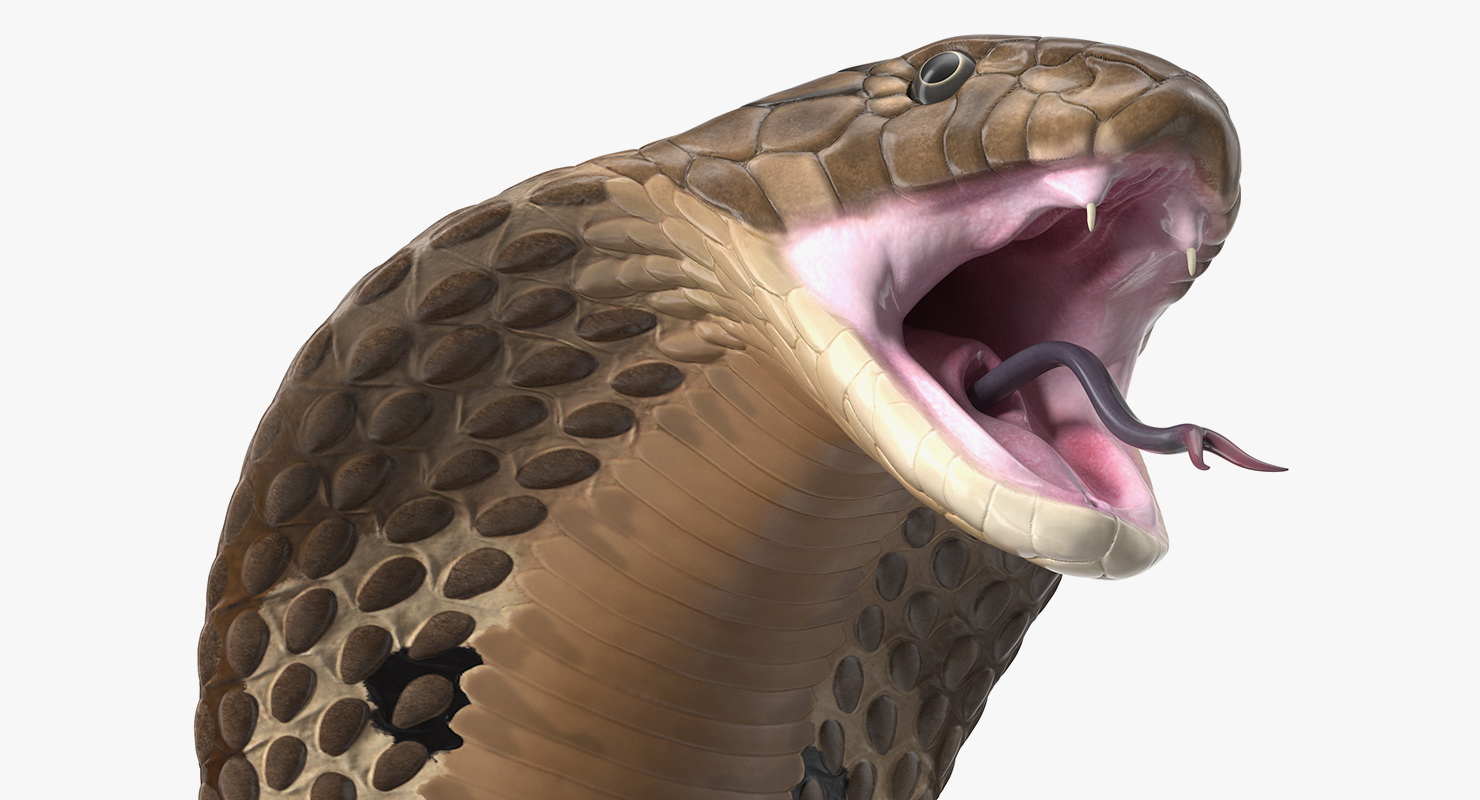 3D Beige Skin Cobra Rigged model