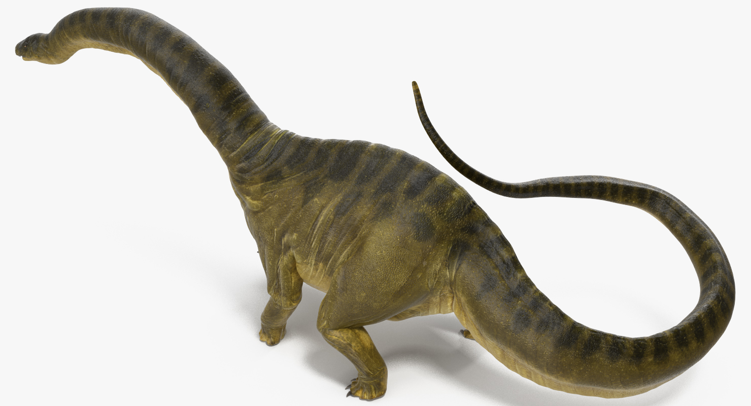 3D Apatosaurus Dinosaur Walking Pose model