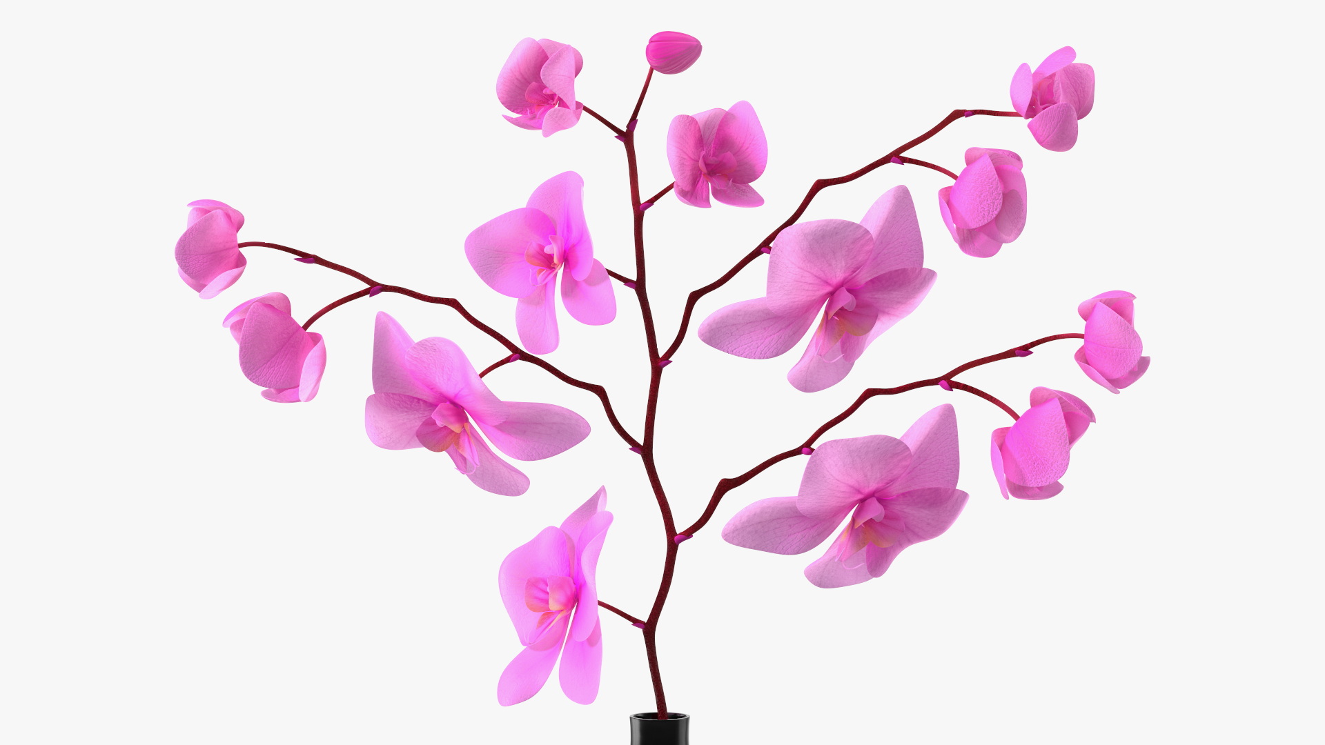 3D Pink Phalaenopsis Orchid in Black Vase model