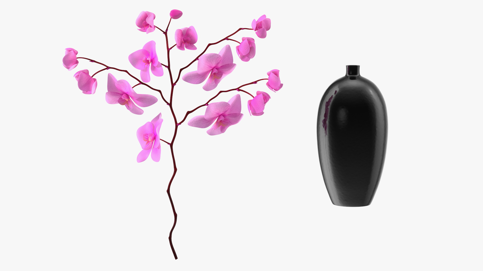 3D Pink Phalaenopsis Orchid in Black Vase model