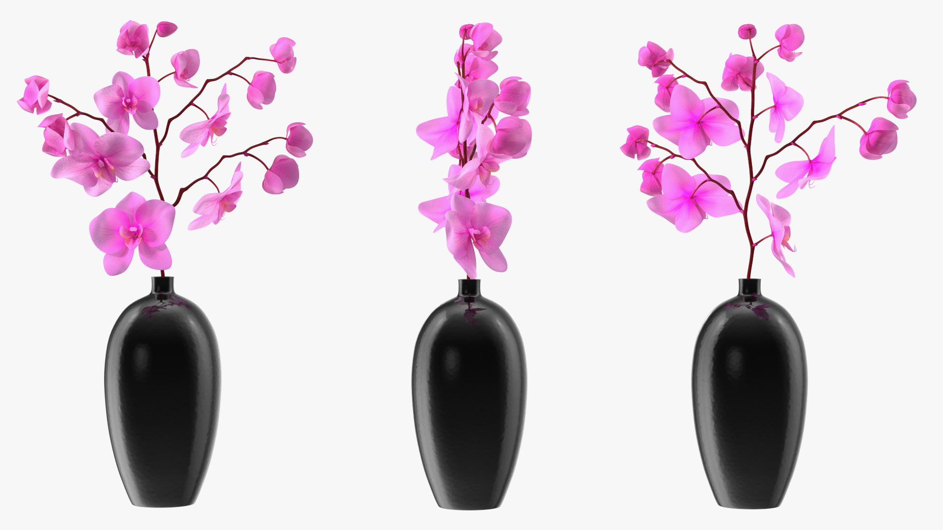 3D Pink Phalaenopsis Orchid in Black Vase model