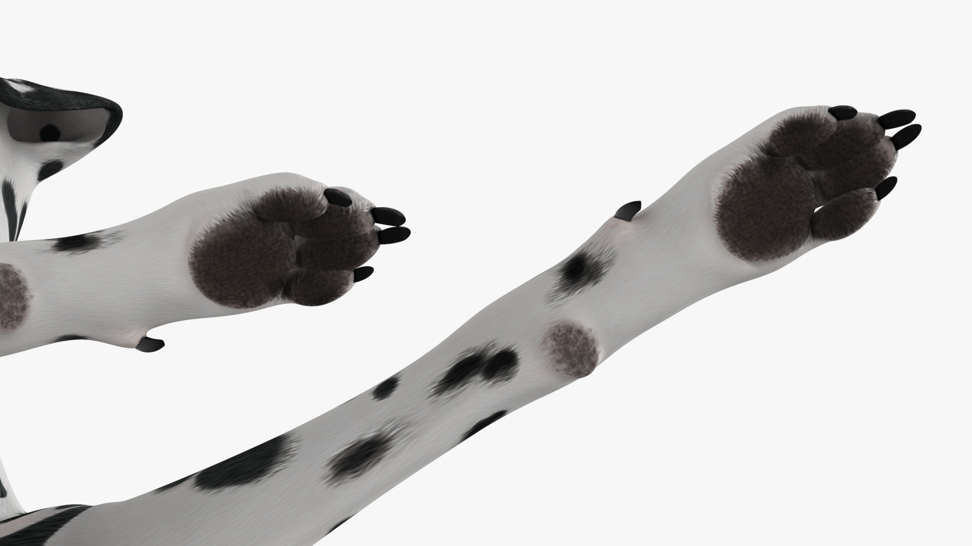 Spotted Lying Dalmatian Dog 3D