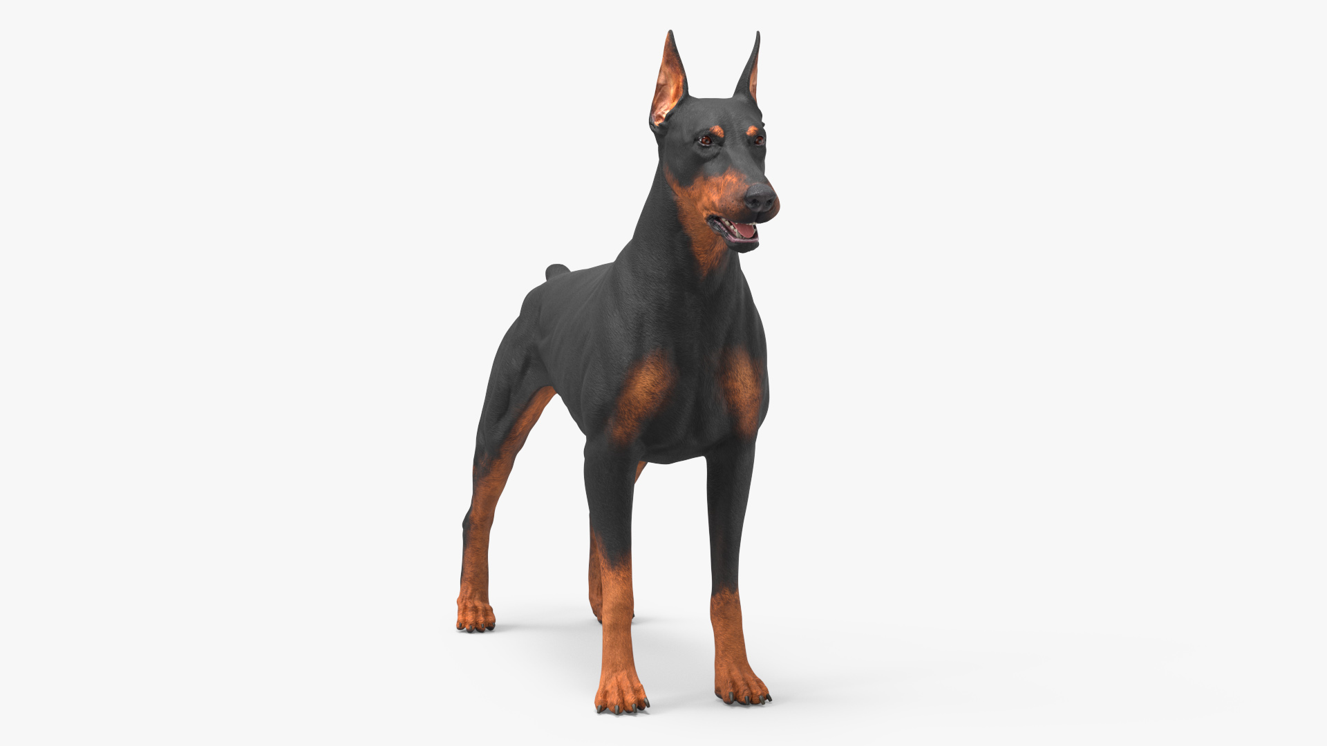 3D Doberman Pinscher Dog