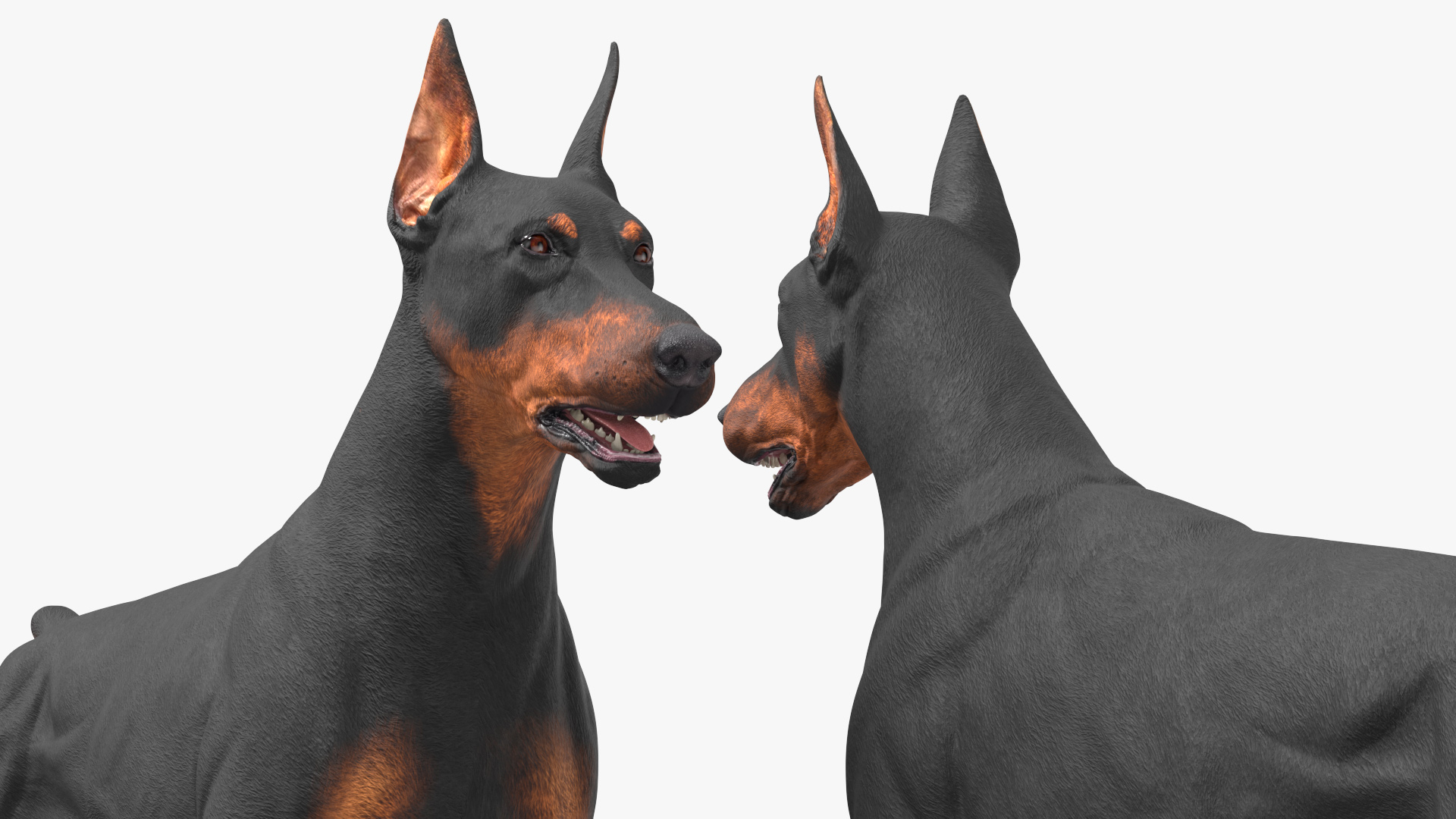 3D Doberman Pinscher Dog