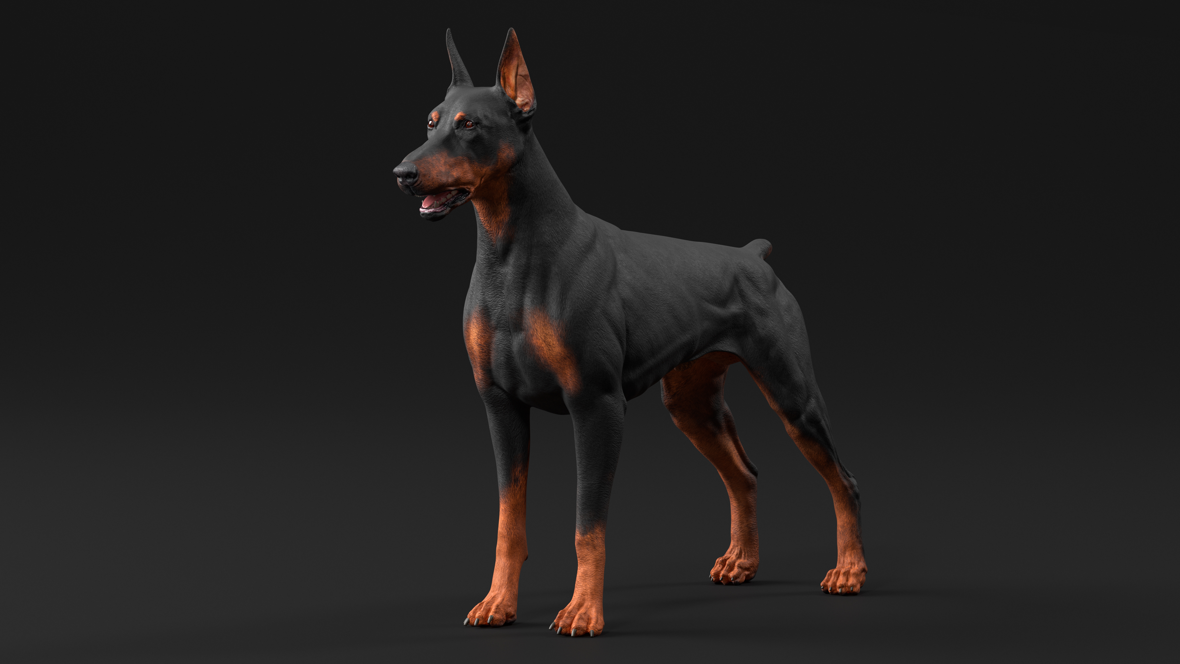 3D Doberman Pinscher Dog