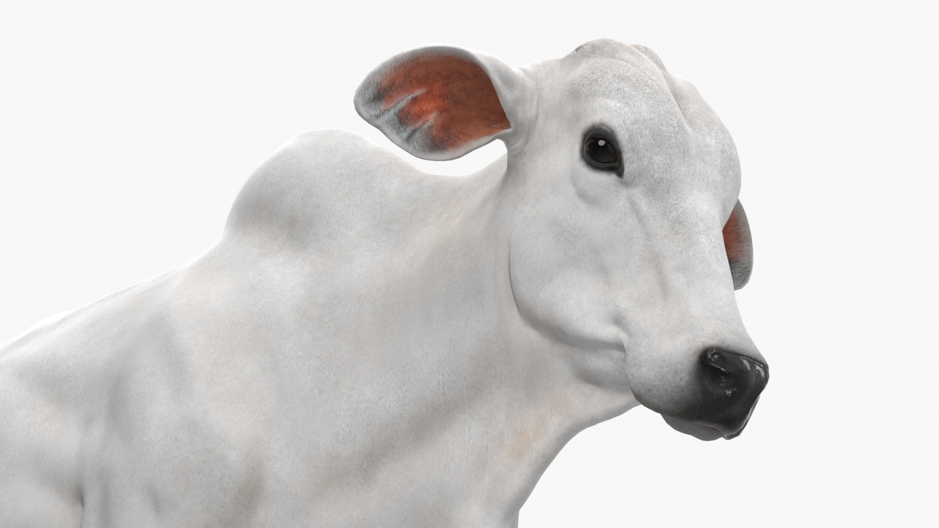 White Cow Female Walking 3D model