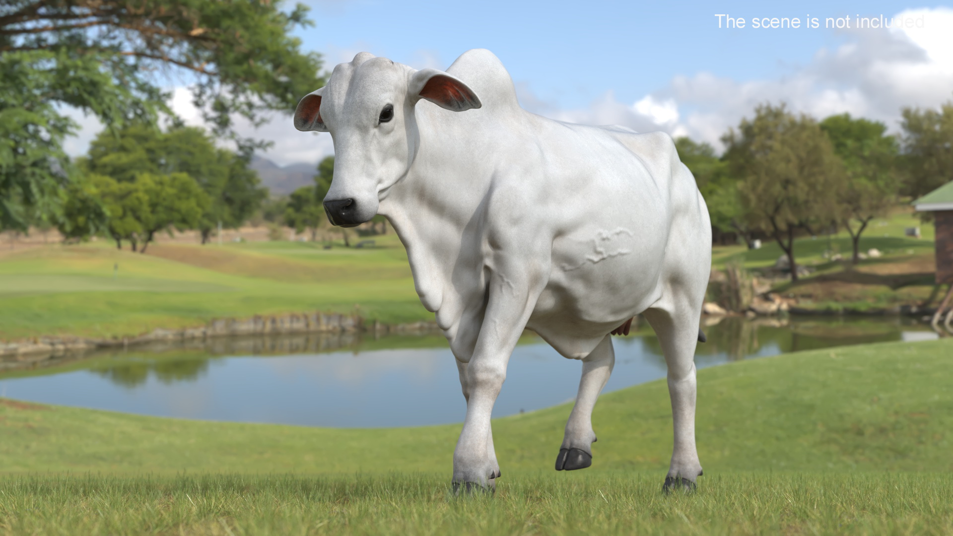 White Cow Female Walking 3D model