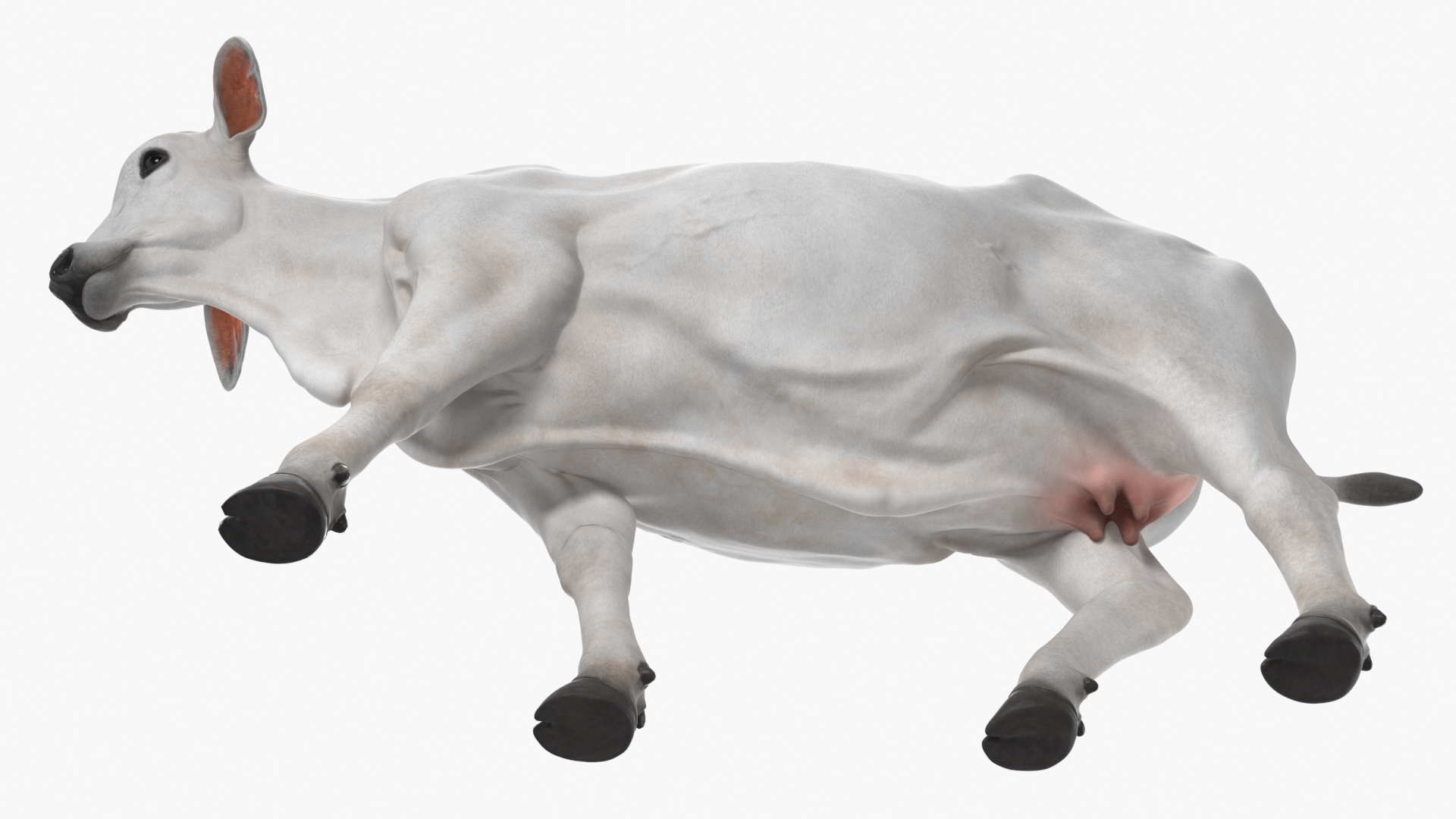 White Cow Female Walking 3D model