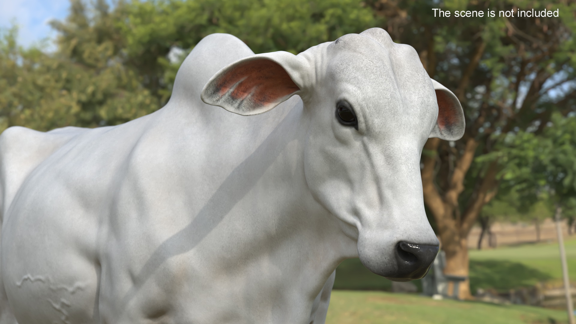 White Cow Female Walking 3D model