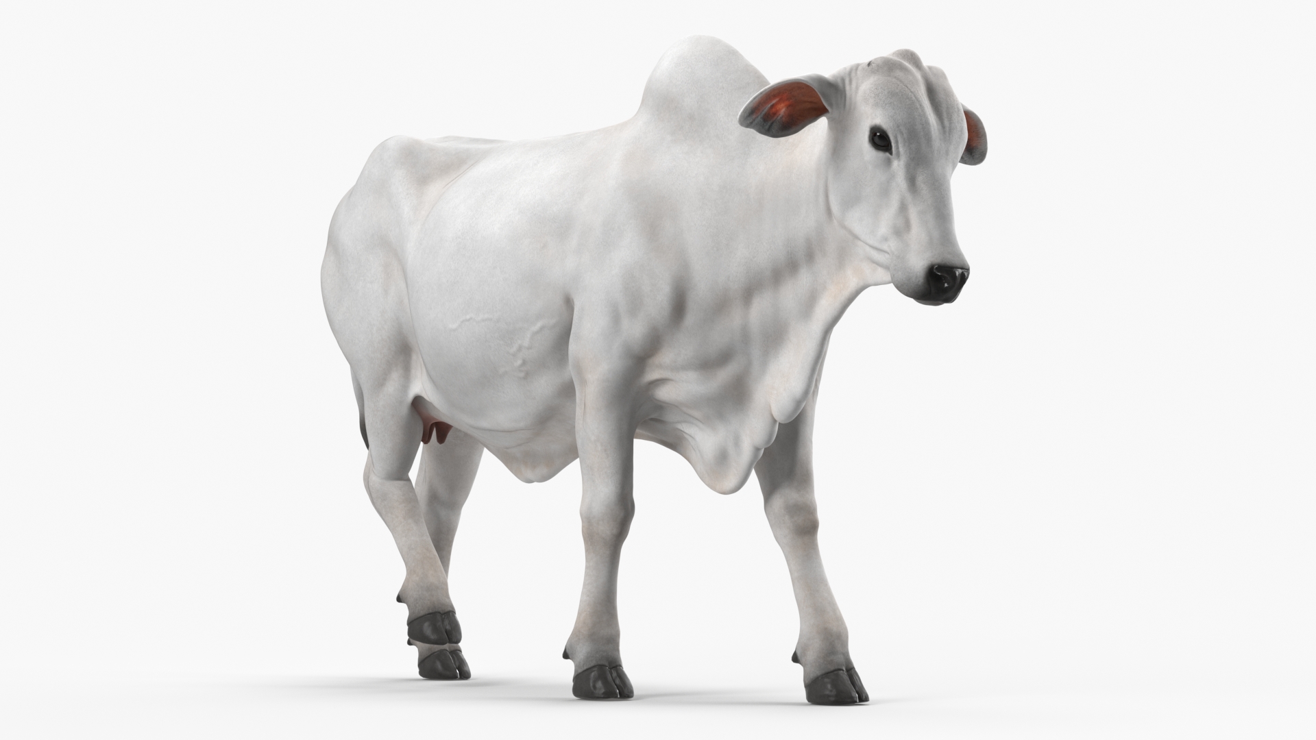 White Cow Female Walking 3D model