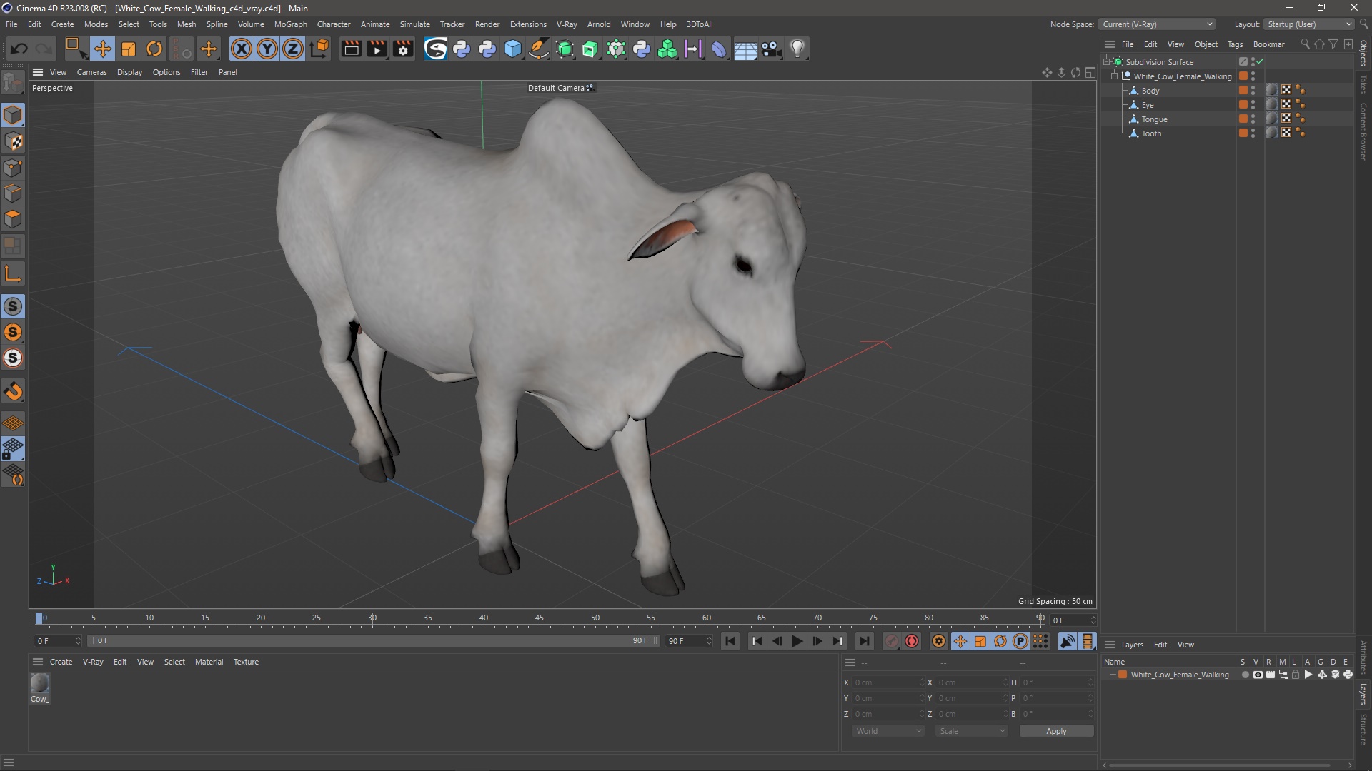 White Cow Female Walking 3D model